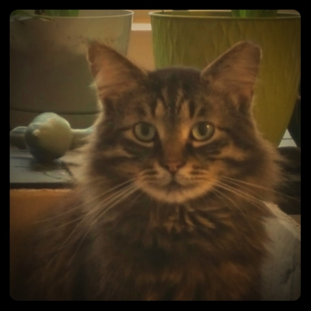 Meet your Posher, Gia